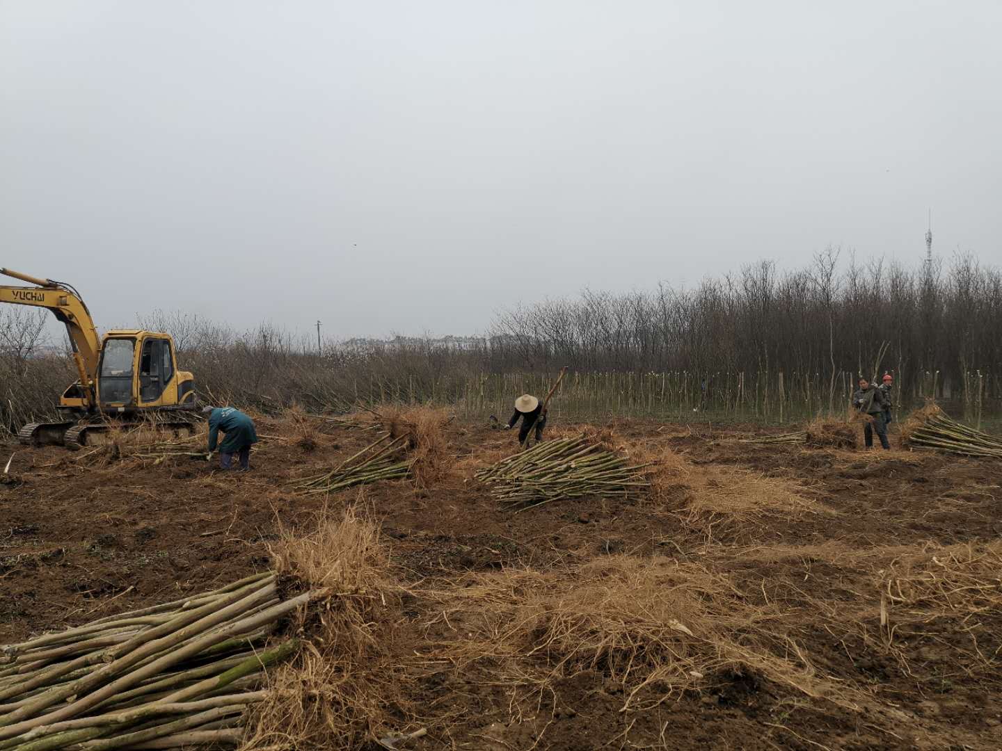 筑圣公司積極推動迎駕廠苗圃苗木移栽工作